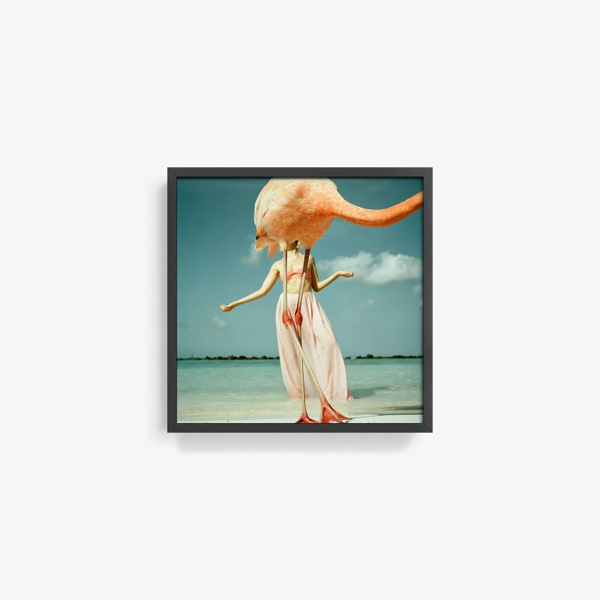 Flamingo 2