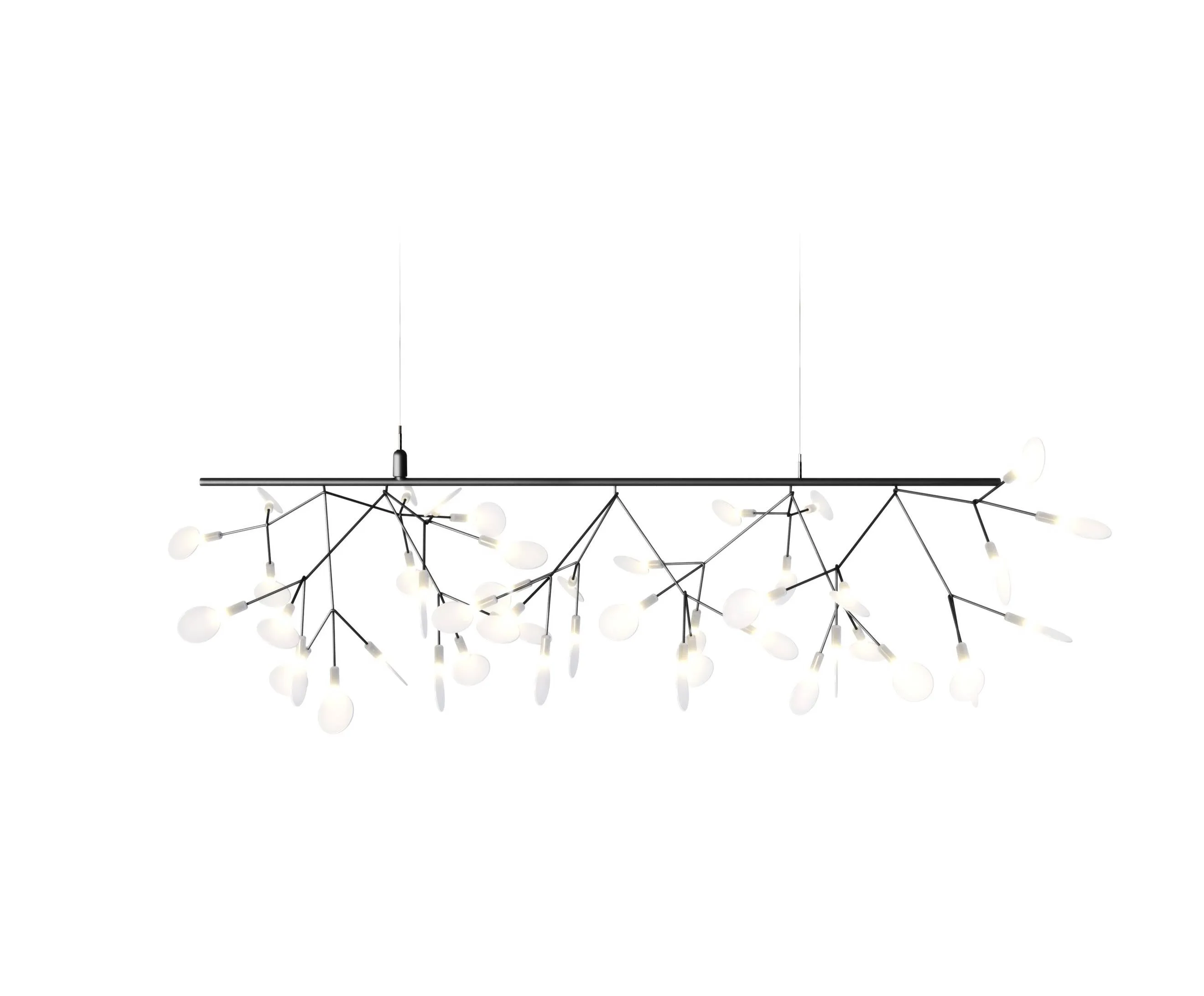 Heracleum Endless