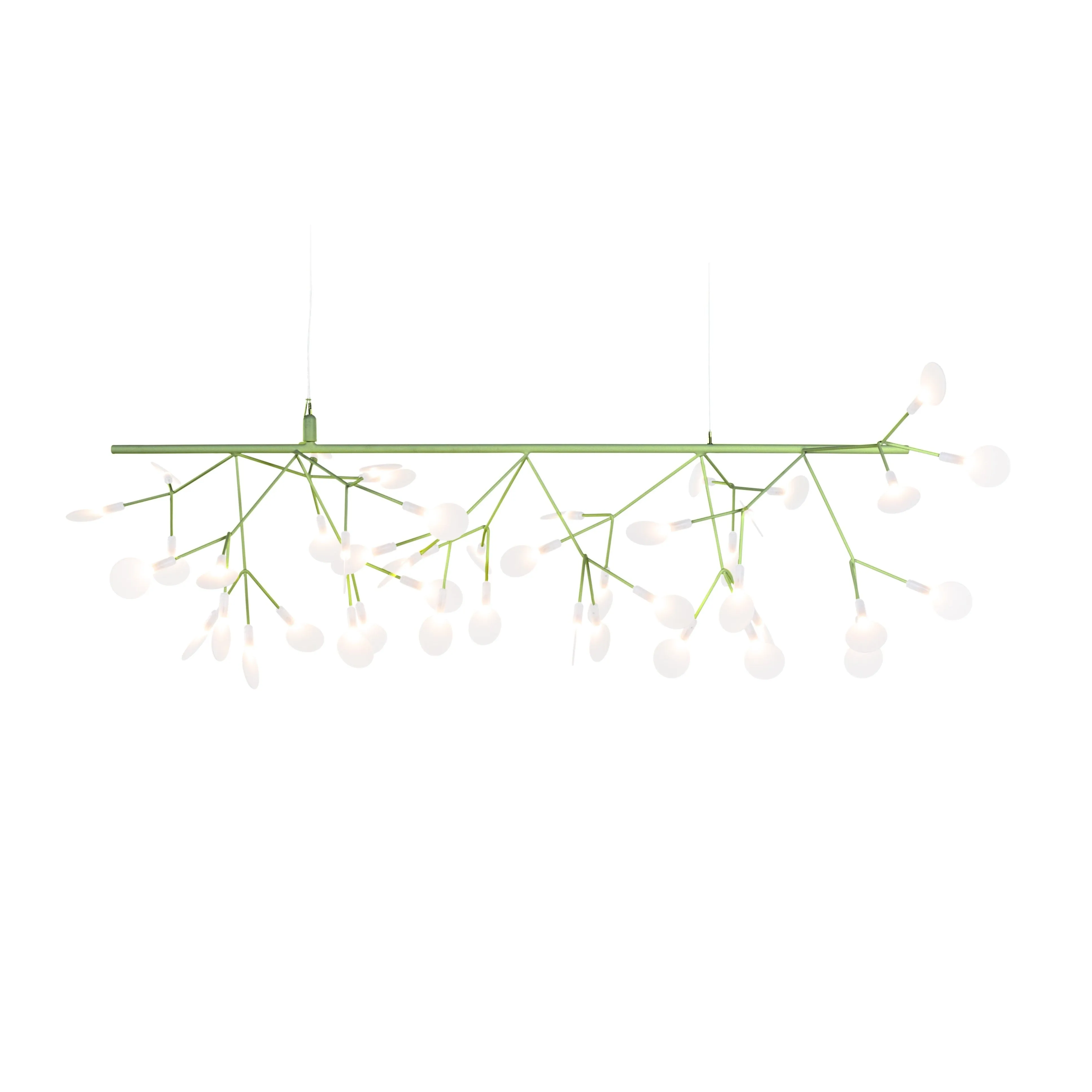 Heracleum Endless