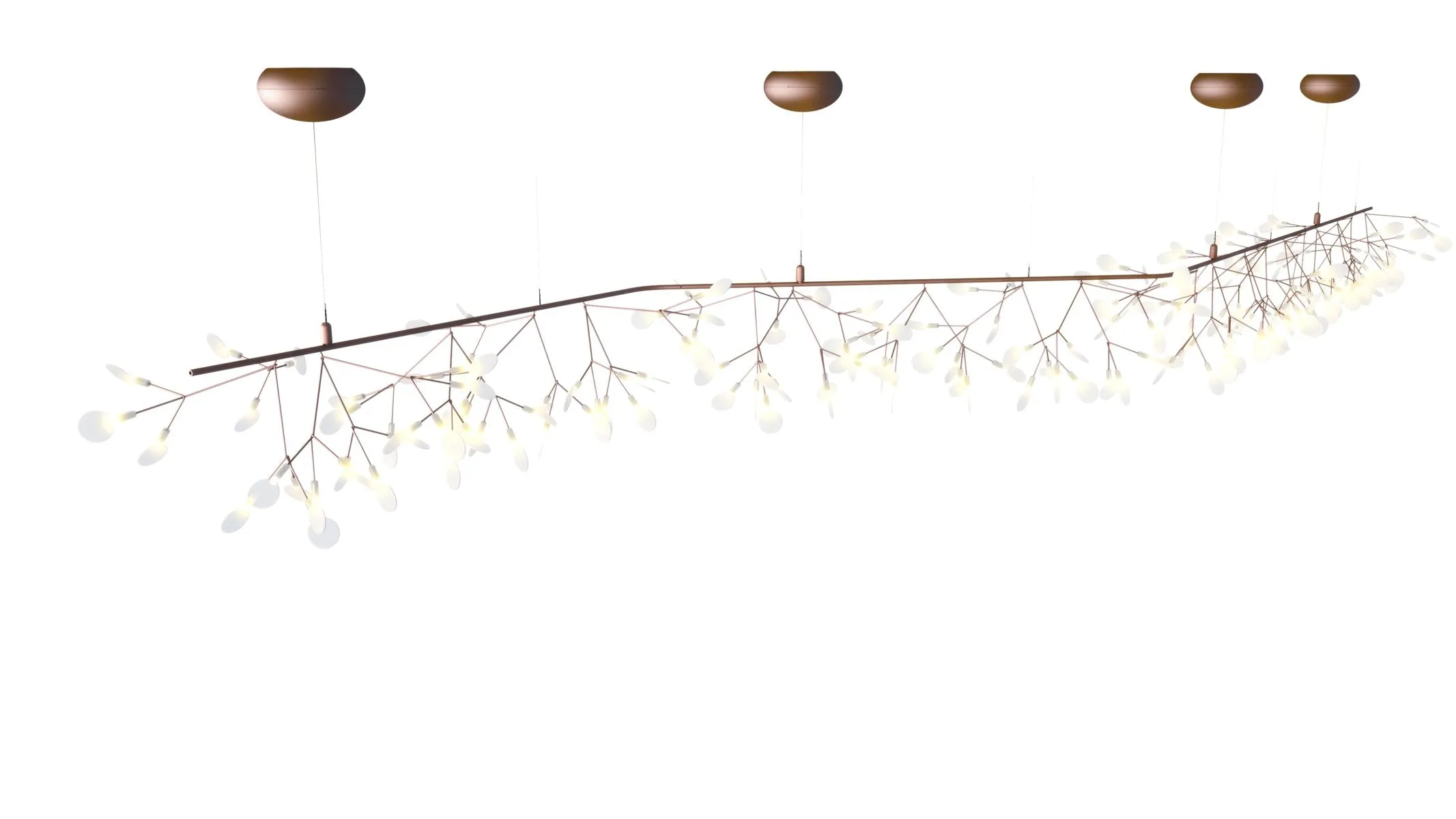Heracleum Endless