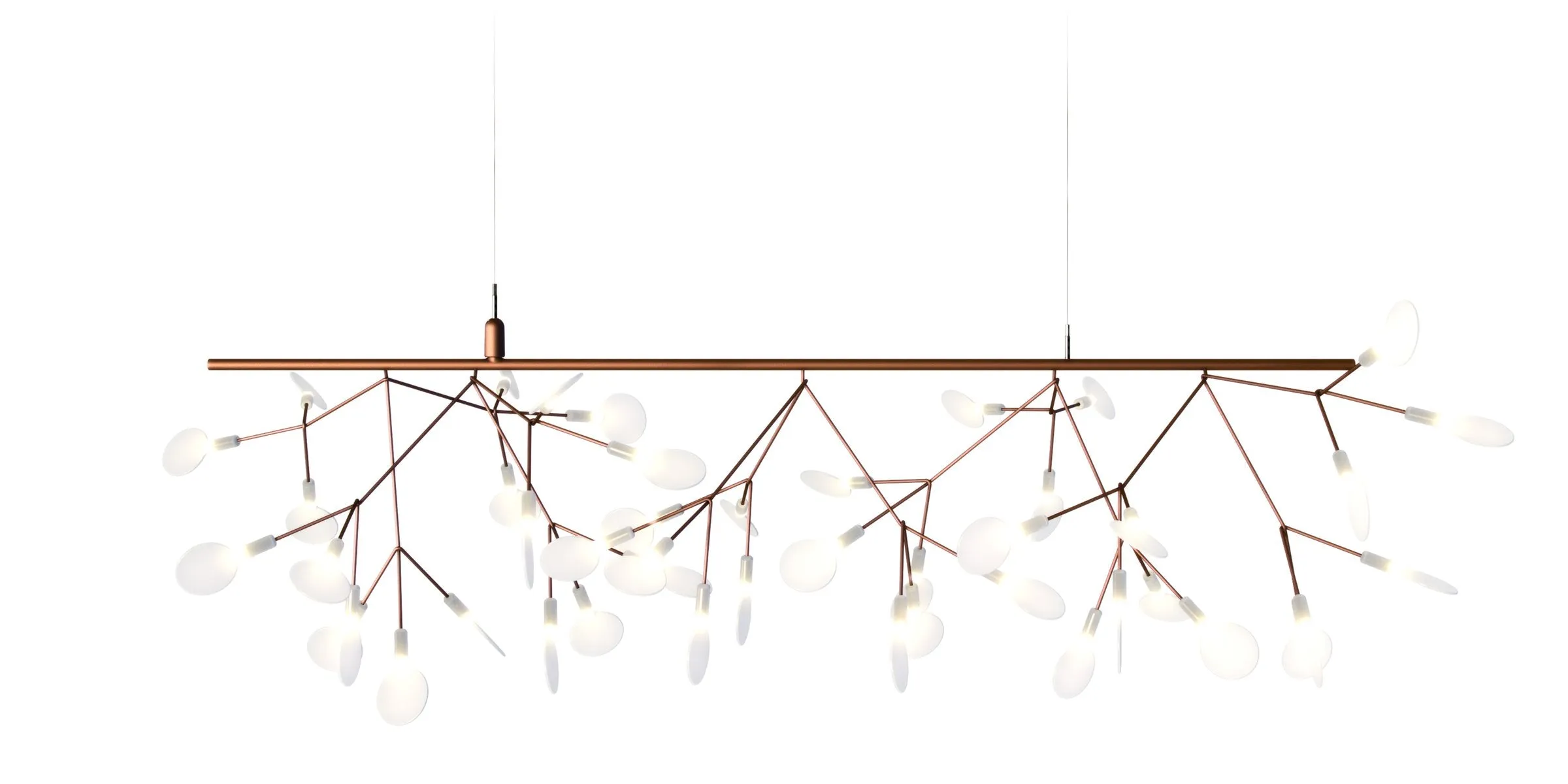 Heracleum Endless
