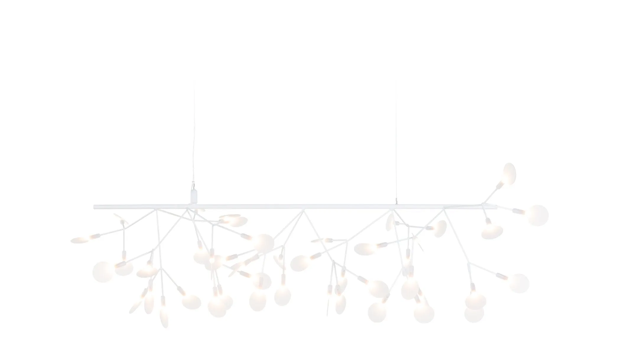 Heracleum Endless