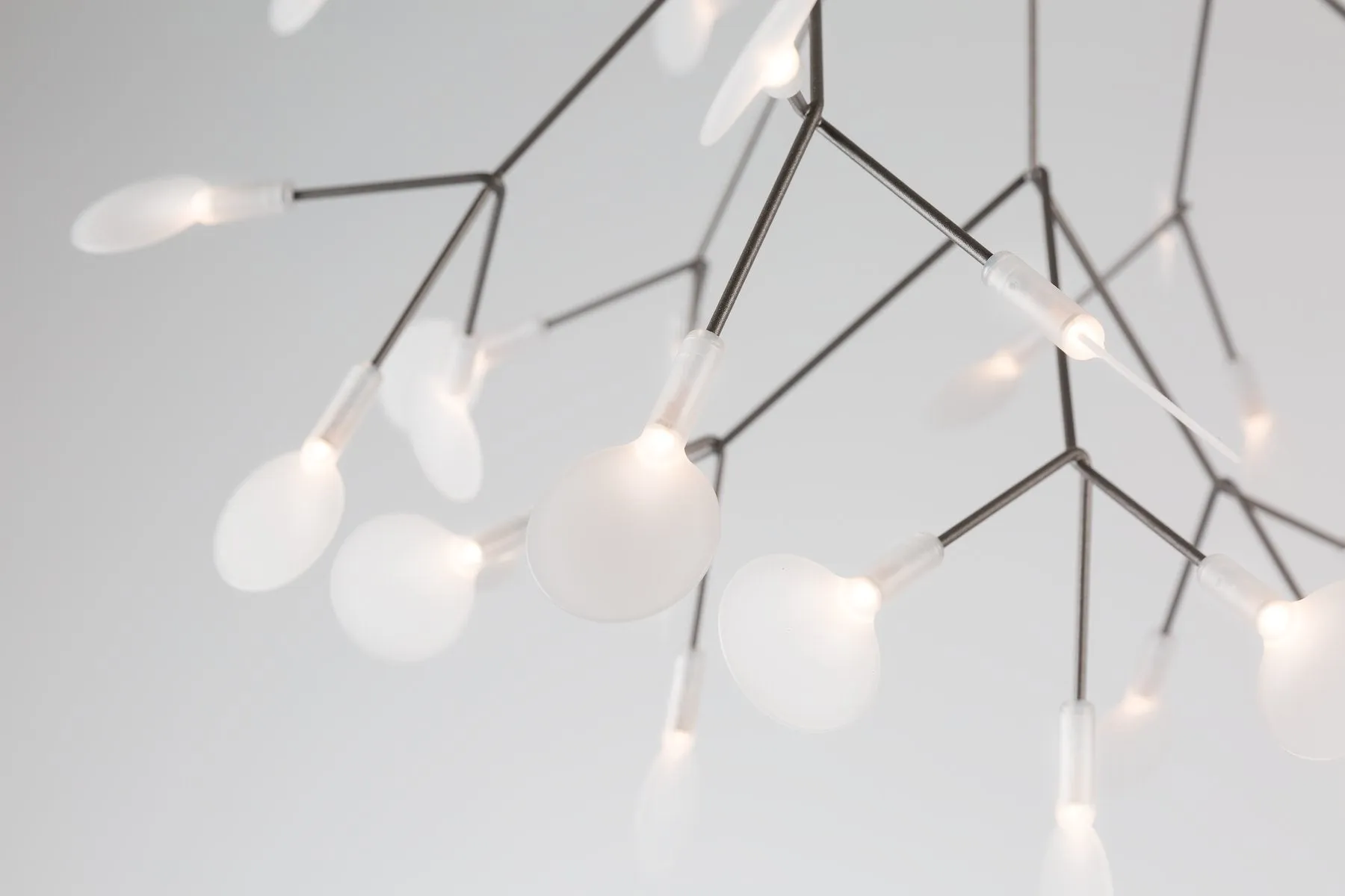Heracleum Endless