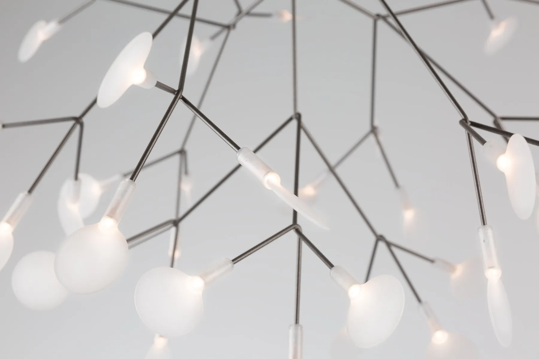 Heracleum III Suspended