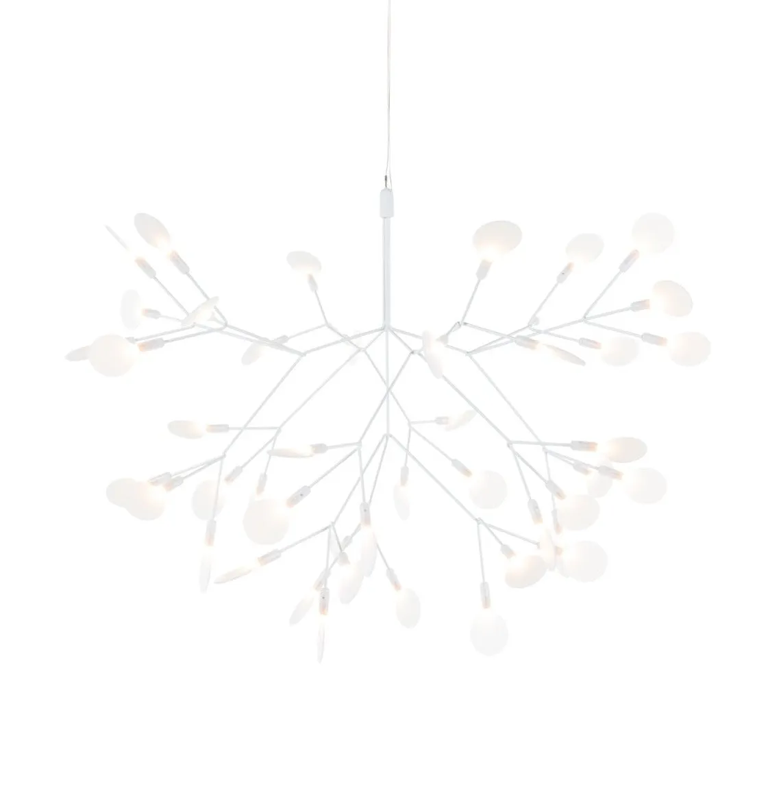 Heracleum III Suspended