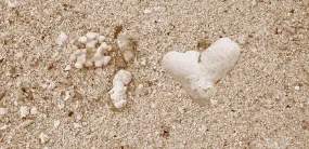 Home Decor Wall Art Beach Natural Neutral