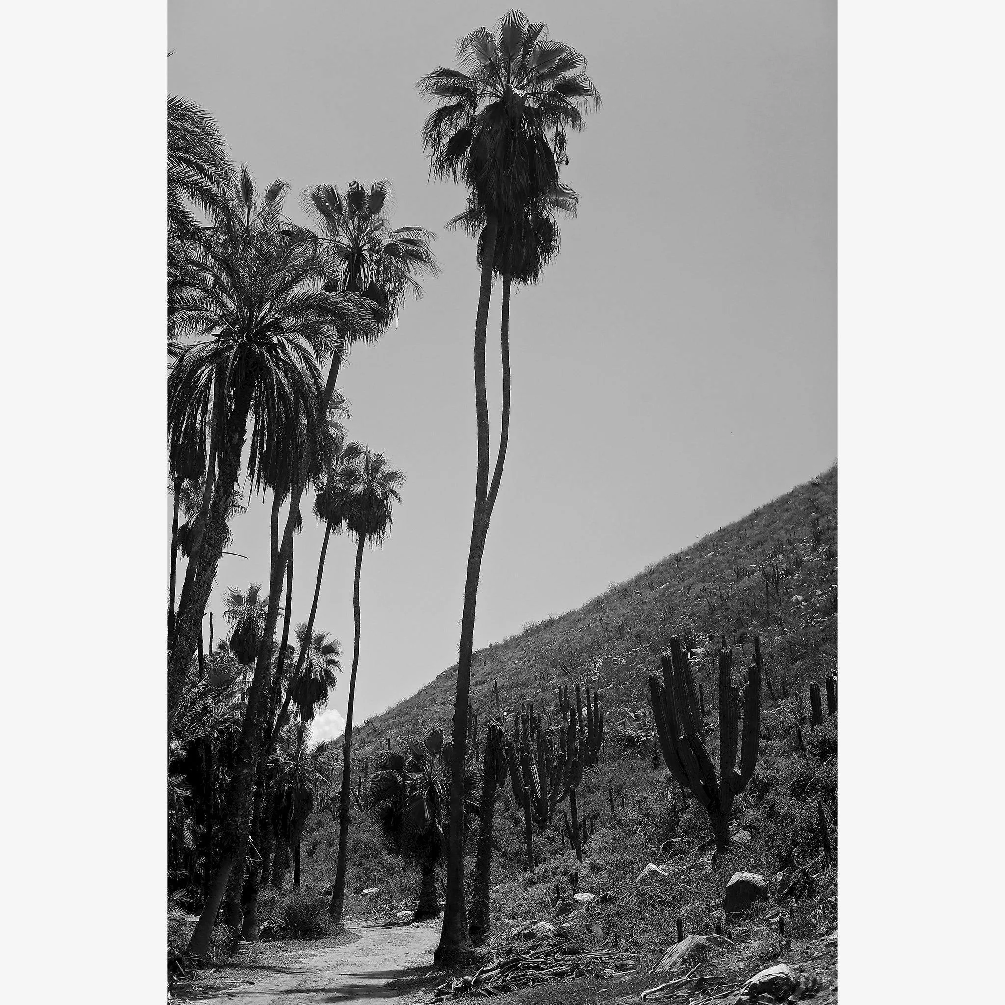 Las Palmas