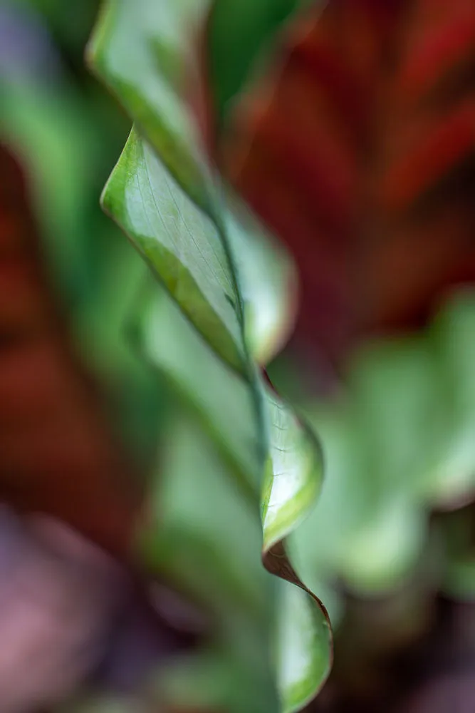 Leica Lounge | Little Landscapes | Photographs by Leslie Sternlieb | Fri, June 7, 2024, 7 PM