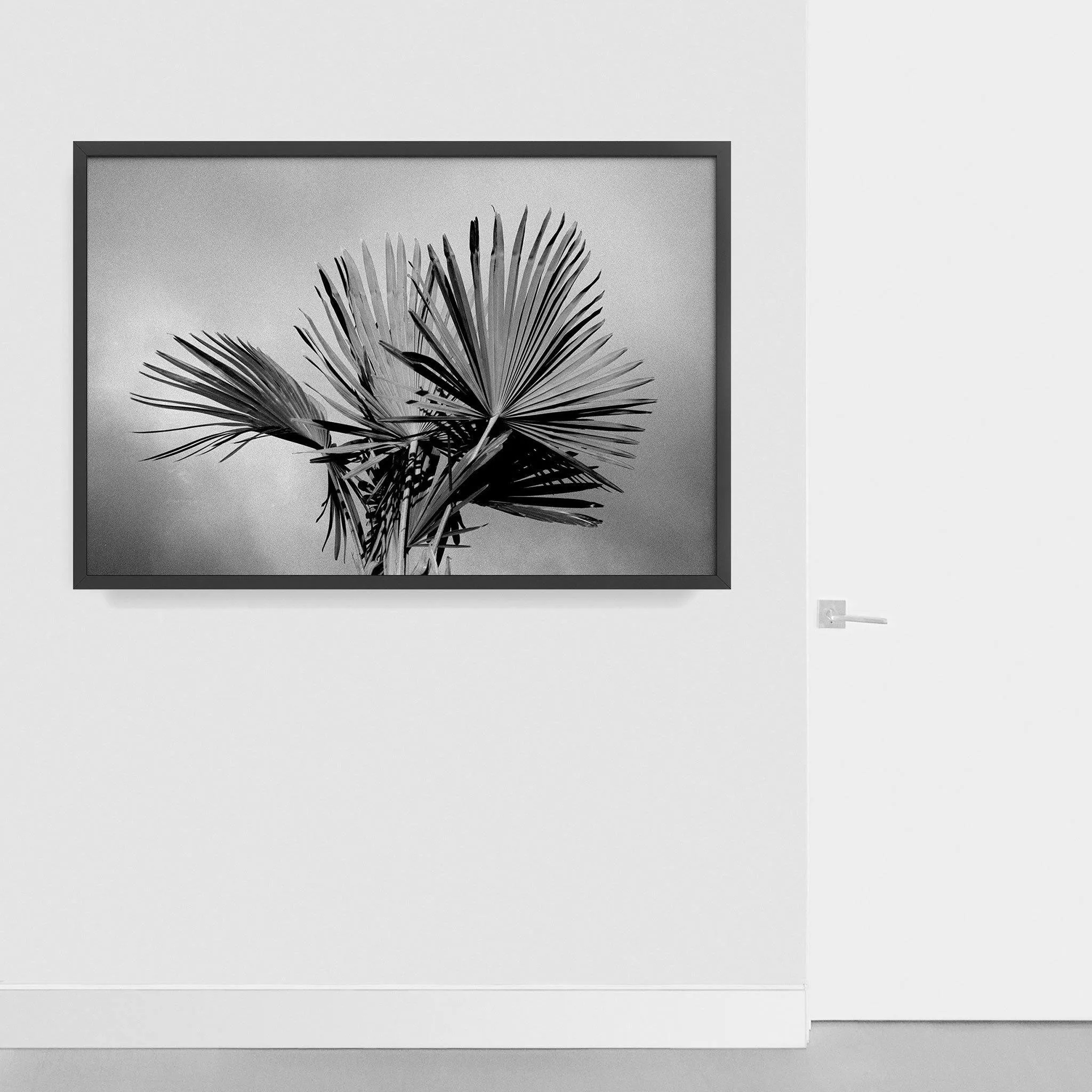 Palm
