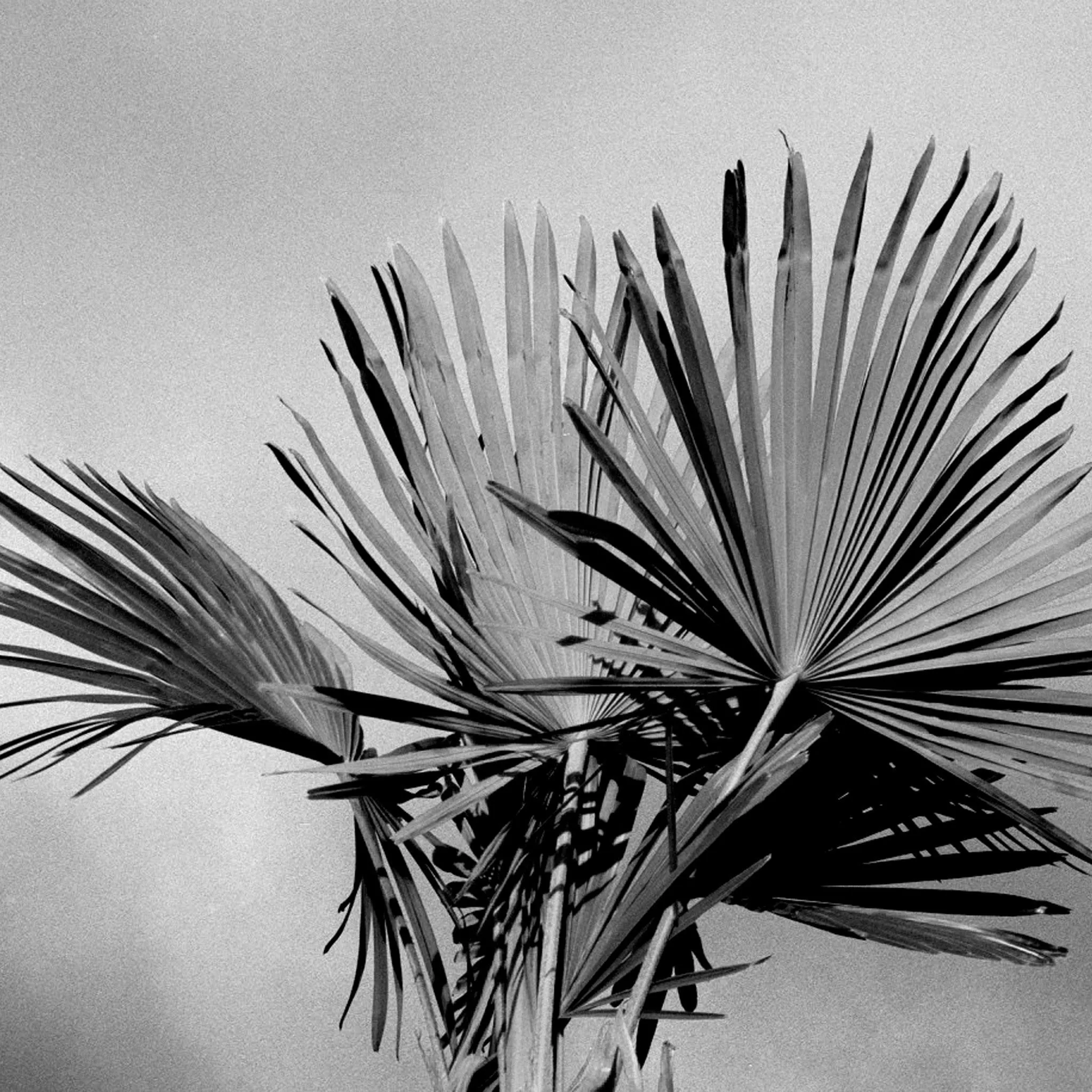 Palm