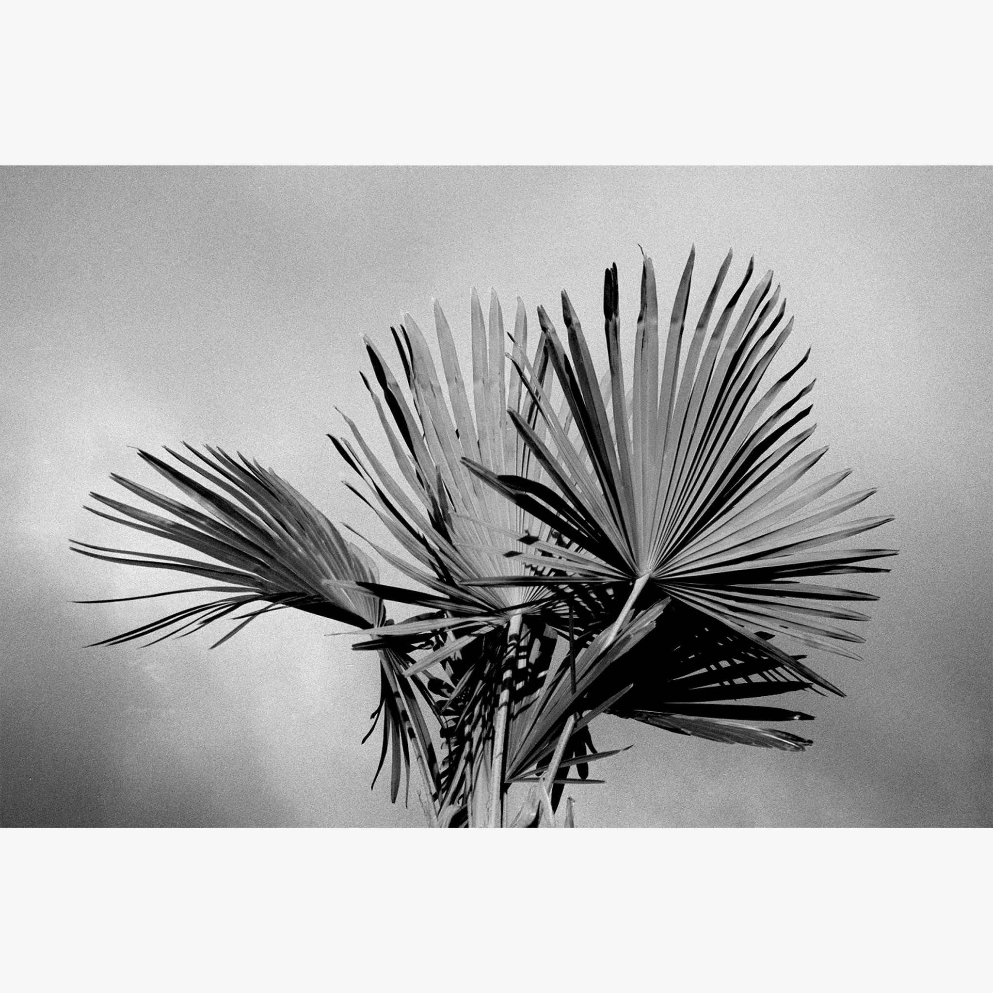 Palm