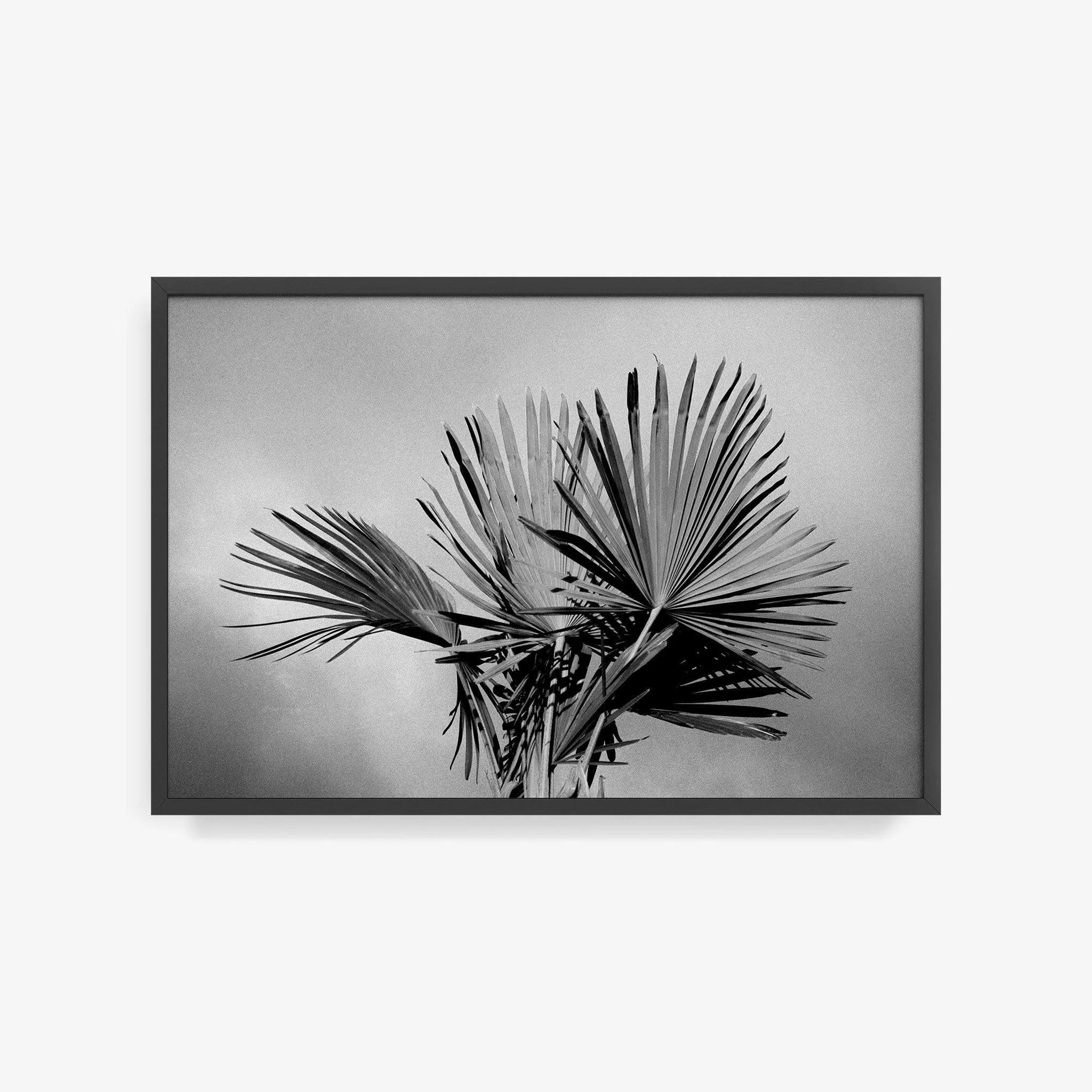 Palm